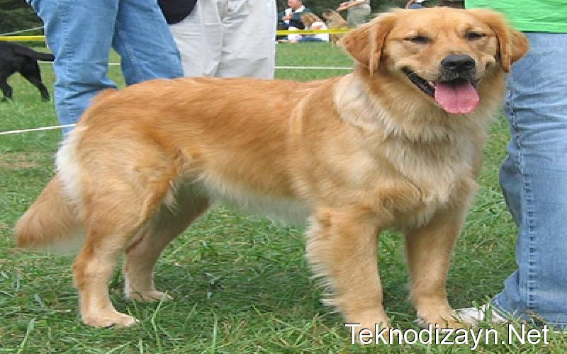 Golden Cinsi Kopek 8 Aylık
